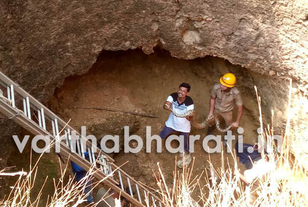 ಉಡುಪಿ: ಪಾಳು ಬಾವಿಯಲ್ಲಿದ್ದ ಜೋಡಿ ಹೆಬ್ಬಾವಿನ ರಕ್ಷಣೆ